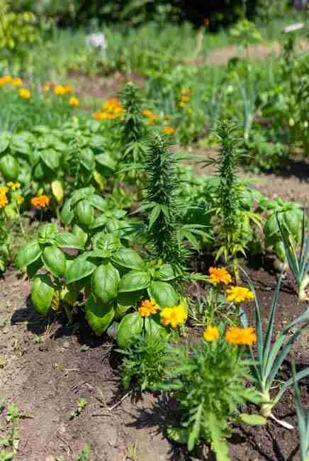 Intercropping cannabis vegetables for pest confusion through diversity – cannabis plants surrounded by basil, marigolds, garlic, and onions to naturally repel aphids, spider mites, thrips, nematodes, and whiteflies in a chemical-free garden fortress