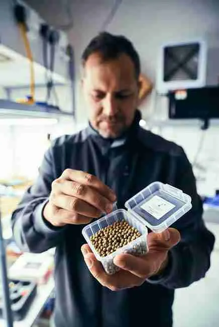 Man carefully inspecting fresh Northern Lights cannabis seeds in a clear container for quality and viability