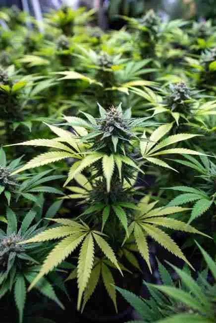 Close-up of cannabis plant with distinctive duckfoot webbed leaves surrounded by normal fan-leaf cannabis plants in a vibrant indoor grow tent, illustrating discovery of mutant cannabis genetics