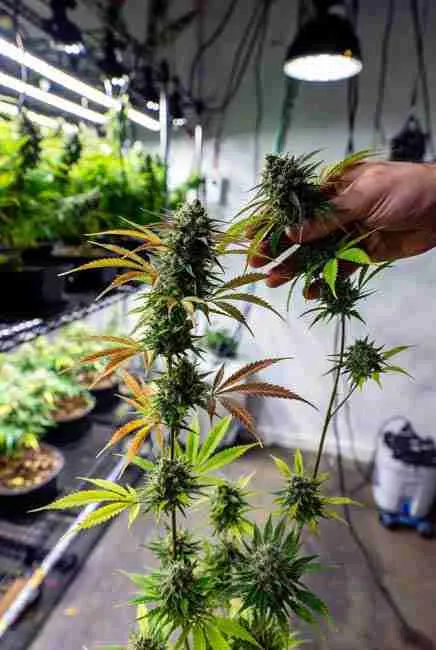 Breeder inspecting and selecting best F1 hybrid cannabis buds with desired mutant traits during backcrossing generations, showing successful breeding of mutant cannabis lines in a controlled indoor facility for genetic stability
