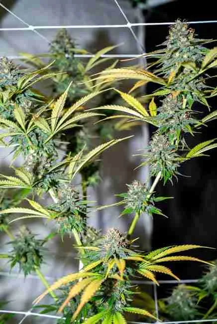 Blue Dream cannabis plant in flowering stage trained with trellis net supporting multiple dense colas and even canopy under indoor grow lights