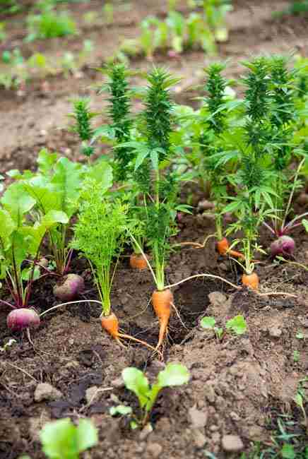 Carrots and beets as soil looseners in intercropping cannabis vegetables – carrots creating deep channels for better cannabis root penetration, beets accumulating iron and magnesium, planted in rows between cannabis for aeration and minimal light blockage in efficient garden layouts and mixed planting cannabis systems