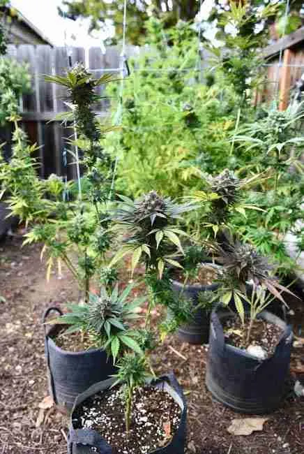 Multiple tall Blue Dream cannabis plants in fabric pots outdoors in Northern California backyard showing heavy colas and trellis netting for support