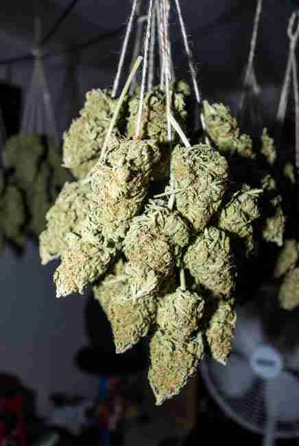Freshly washed cannabis buds drying on strings in a controlled dark space at 50-55% humidity - extended 10-21 day dry process after bud washing for clean cannabis buds