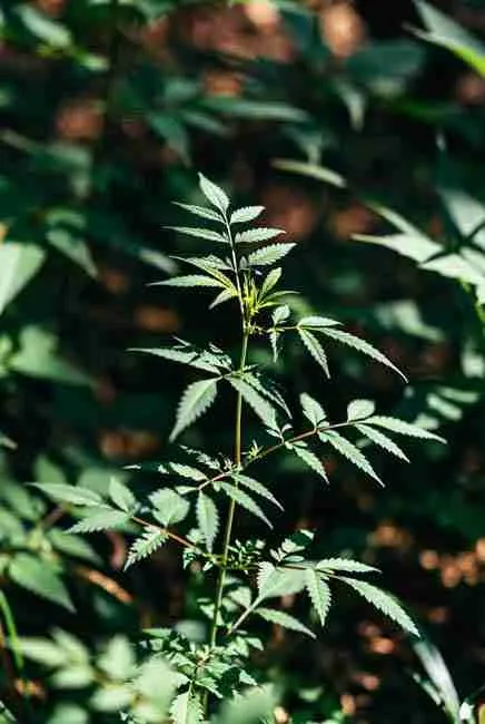 Cannabis plant exhibiting Freakshow fern-type mutation with delicate fern-like leaves for excellent natural camouflage, growing in a shaded outdoor forest environment