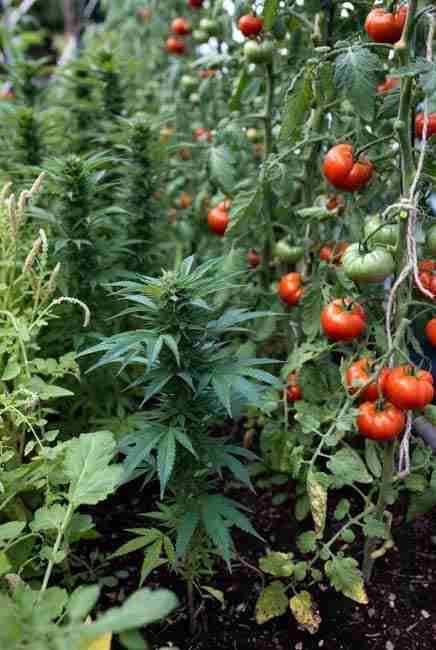 Tomatoes as the classic power couple in intercropping cannabis vegetables – cannabis plants with 3–4 ft spacing surrounded by indeterminate tomato vines loaded with ripe cherry and roma tomatoes, providing afternoon shade and living mulch for sweeter fruit and less thirsty cannabis in efficient garden layouts