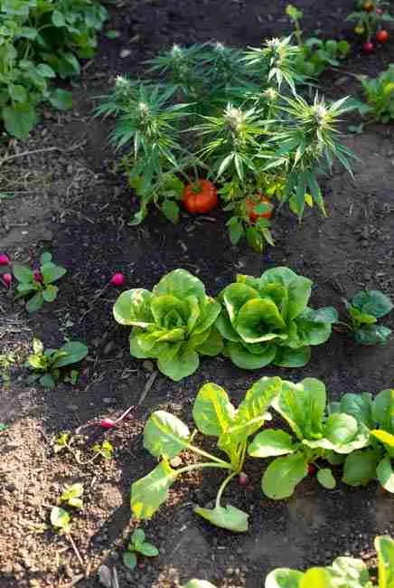 Harvest timing in intercropping cannabis vegetables – quick-harvest lettuce, radishes and spinach ready early in spring while cannabis stretches into flower, demonstrating efficient garden layouts for continuous production and full-sun cannabis finish
