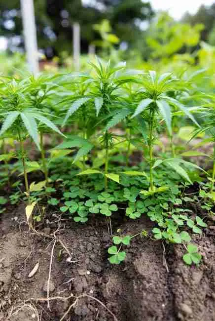 Cannabis plants benefiting from nutrient sharing in mixed beds through intercropping cannabis vegetables with nitrogen-fixing clover, beans and peas acting as natural fertilizer factory for healthier soil and reduced need for bottled nutrients