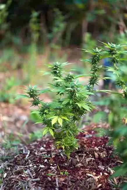 Cannabis plant with top dressing of dry blood meal and compost applied on soil surface showing vigorous green growth after watering in