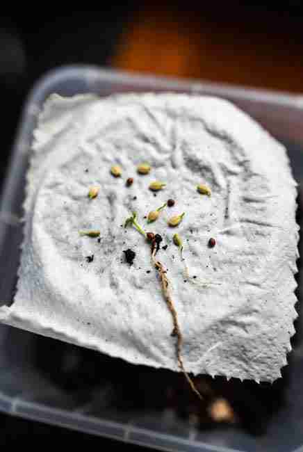 Northern Lights cannabis seeds germinating on damp paper towel showing healthy white taproots ½ inch long ready for planting in solo cups