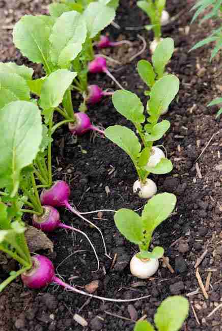 Radishes and turnips as 30-day space fillers in intercropping cannabis vegetables – fast-maturing nurse crops sown same day as cannabis transplants, harvested in a month with no competition, repelling cucumber beetles and squash bugs while giving young cannabis a head start in efficient garden layouts