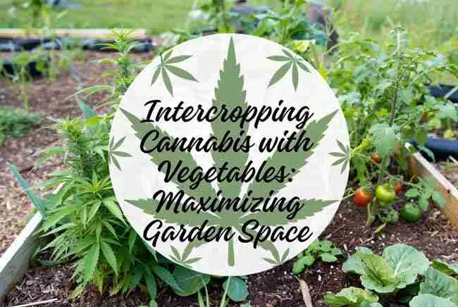 Intercropping cannabis with vegetables: Maximizing garden space – cannabis leaf bubble text overlay on lush mixed planting cannabis garden bed