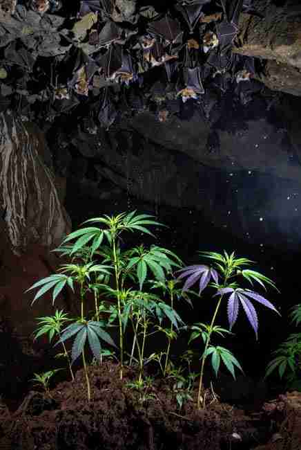 Bat guano deposits in a dark cave with hanging bats and vibrant cannabis plants growing from nutrient-rich soil for cannabis cultivation