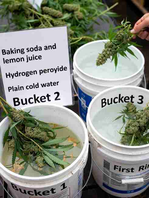 Step-by-step cannabis bud washing process showing gloved hand dunking branches into labeled buckets with baking soda lemon juice solution, hydrogen peroxide option, and plain rinses - remove gunk and contaminants