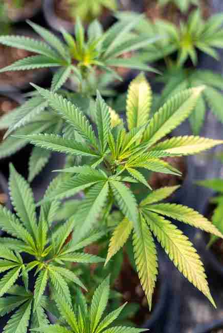 Lush cannabis plants thriving with deep green foliage from organic amino acid nitrogen sources showing enhanced root growth in soil environment