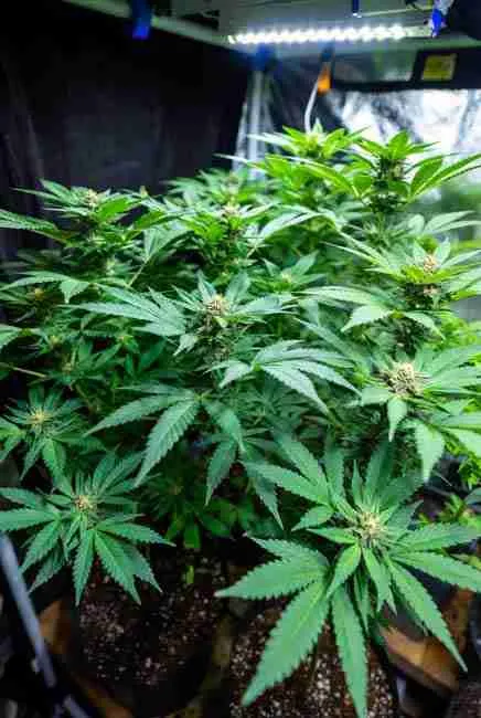 Healthy Northern Lights plants in large fabric pots with LED lights in Ontario hoop house, topped and LST-trained for multiple big colas and 400-550 g yields