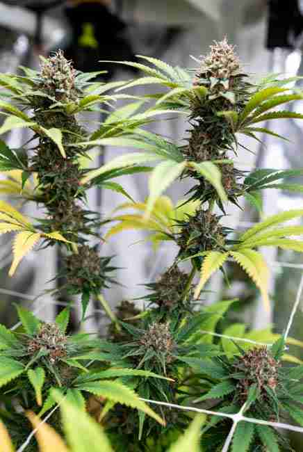 Close-up of Blue Dream cannabis buds on trellis net showing heavy resin production, frosty trichomes, and healthy green fan leaves after training techniques