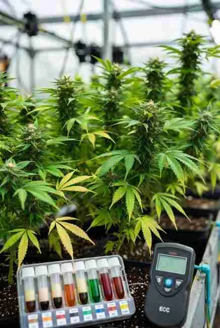 Indoor marijuana plants being tested for nutrient balance using pH and EC tools showing proper nitrogen monitoring in greenhouse environment