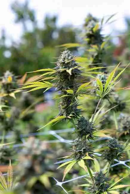 Blue Dream cannabis plant in early flowering stage stretching upward with trellis net support and developing dense bud sites under grow lights