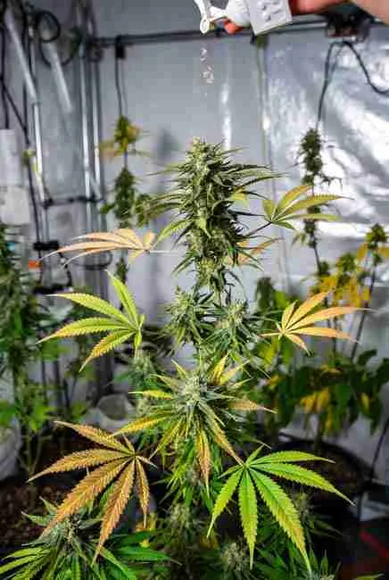 Hand pollinating a potent stealth mutant cannabis plant with pollen from a stable elite strain in a professional grow tent, demonstrating step-by-step breeding process for mutant cannabis genetics and trait stacking