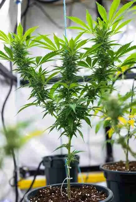 Blue Dream cannabis plant undergoing low-stress training (LST) with main stem gently tied down using soft ties for bushy development in indoor grow setup