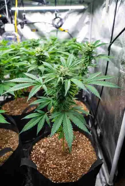 Northern Lights cannabis plant growing in black fabric pot with early low-stress training for flat canopy and bigger yields, healthy veg stage in indoor tent