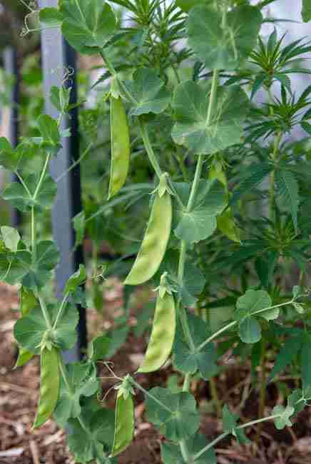 Sugar snap and snow peas as cool-season bonus in intercropping cannabis vegetables – vertical nitrogen-fixing peas growing on north-side trellis, finishing early before cannabis full veg, spent vines chopped and dropped as nutrient-rich mulch for efficient garden layouts and sustainable companion planting
