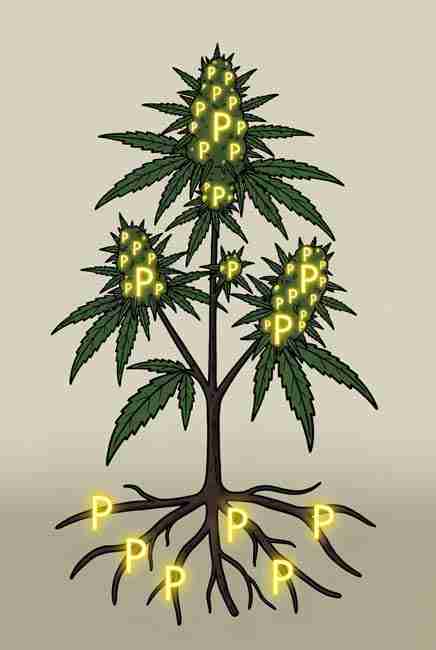 Friendly cartoon phosphorus atom character labeled P surrounded by plant roots and glowing ATP energy sparks for cannabis growing guide