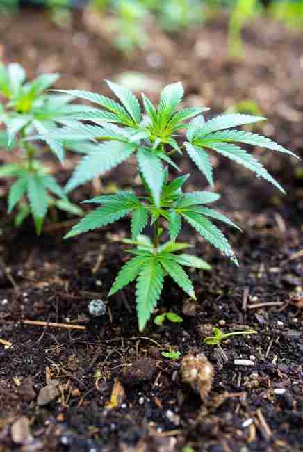 Young cannabis plants growing in rich organic soil with leaf mold and high nitrogen content showing healthy green foliage and buffered moisture retention