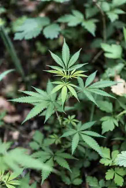 Close-up of vibrant green fern-type cannabis leaves on a Freakshow mutant plant in natural woodland setting, demonstrating stealthy genetic variations in cannabis for discreet growing