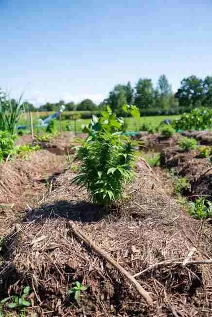 Close-up of cannabis in newly set up intercropped bed showing mixed planting cannabis best practices – center planting, deep infrequent watering for diverse root depths, heavy organic mulch, weekly observation adjustments for successful intercropping cannabis vegetables and beginner-friendly companion growing