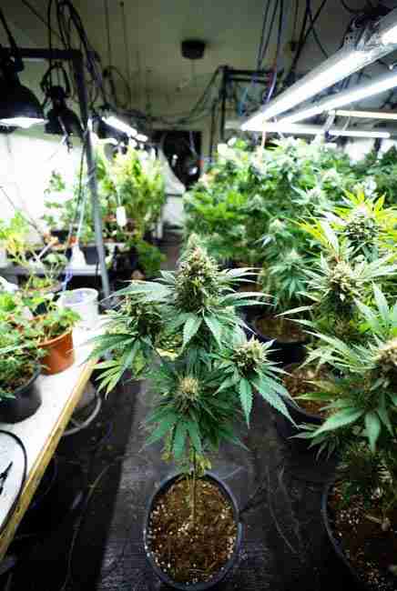 Professional indoor grow room showing backcrossed mutant cannabis plants being tested across generations, self-pollinated S1 seeds in pots, achieving 90% trait consistency for stable lines like Frisian Duck and Freakshow crosses