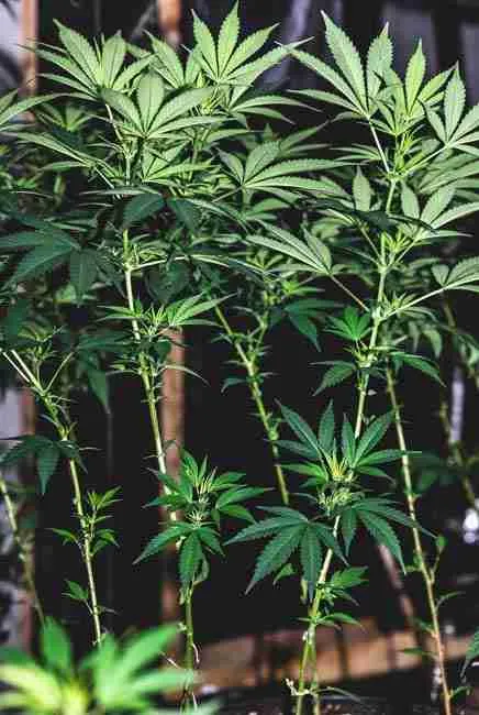 Healthy Blue Dream cannabis plants in vegetative stage under grow lights showing lush green fan leaves and vigorous upward growth