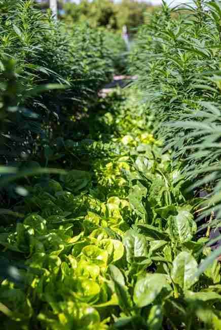 Lettuce, spinach, and Asian greens as quick-cash crops in intercropping cannabis vegetables – thickly sown greens thriving under cannabis canopy for light shade protection against summer bolting, enabling weekly salad harvests and two full crops from one bed in efficient garden layouts