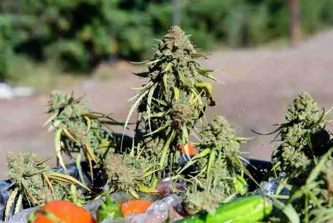Freshly harvested cannabis buds with dirt, mites, dust and powdery mildew before bud washing - outdoor harvest cleaning process