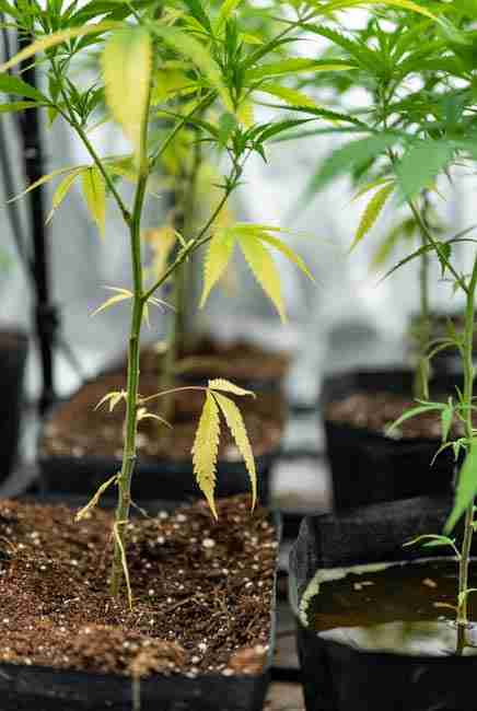 Cannabis seedling showing nitrogen deficiency with yellowing older leaves starting from tips and pale green growth in soil pots