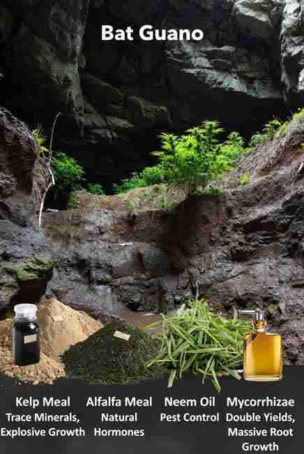 Organic amendments paired with bat guano for cannabis cultivation including kelp meal for trace minerals explosive growth alfalfa meal natural hormones neem oil pest control and mycorrhizae for massive root growth doubled yields in cave grow setting for bat guano cannabis cultivation