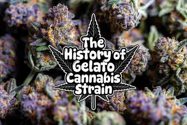Cannabis buds in background with overlay in bubble text of The History of Gelato Cannabis Strain