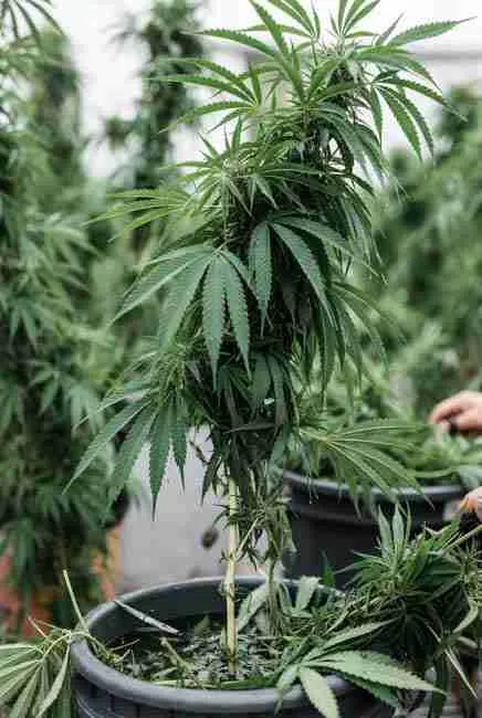 Freshly harvested cannabis plant being prepared for bud washing right after chop while branches are still turgid and full of moisture - timing for clean cannabis buds
