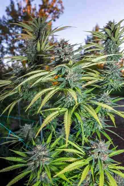 Close-up of dense frosty Northern Lights buds outdoors in northern California, heavy resin, ready mid-October, perfect outdoor indica finish
