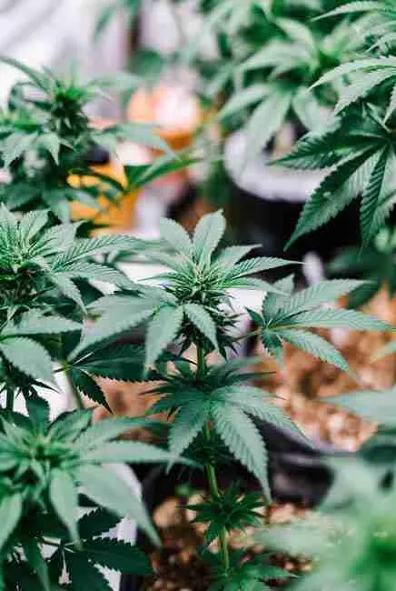Close-up of lush cannabis plant foliage with strong stems and bright green leaves in grow environment