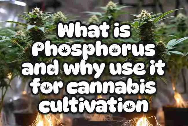 Featured image of dense cannabis buds in grow room with bold title overlay "What is Phosphorus and why use it for cannabis cultivation" in leaf-filled bubble letters
