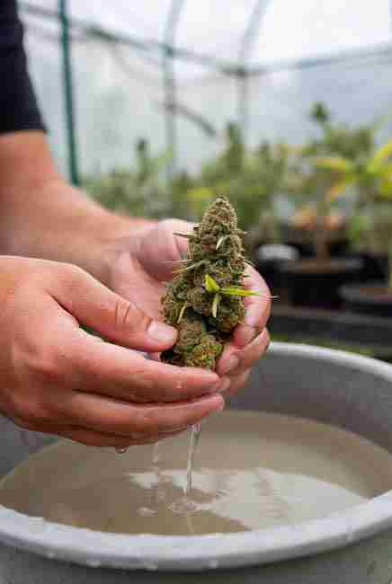 Final thoughts on bud washing cannabis - common sense like washing hands or rinsing strawberries for cleaner buds and better taste at Green Avenger Seeds