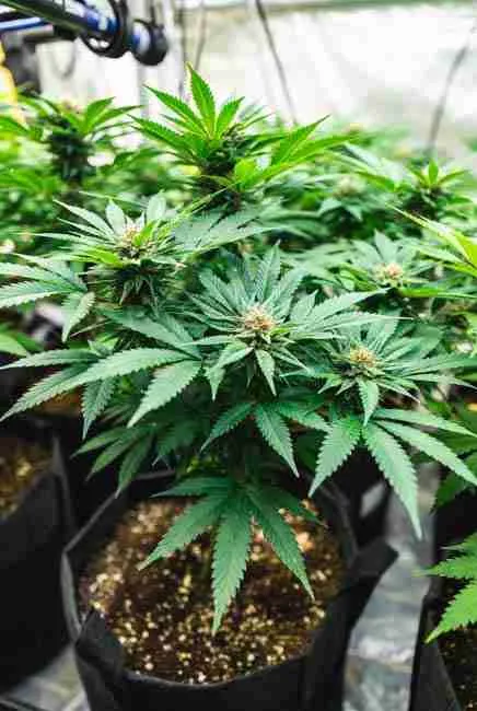 Multiple trained Northern Lights plants in fabric pots showing compact bushy growth from LST, perfect temperature and airflow for flowering tips