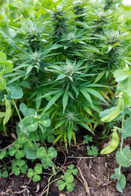 Cannabis plants growing over top of clover