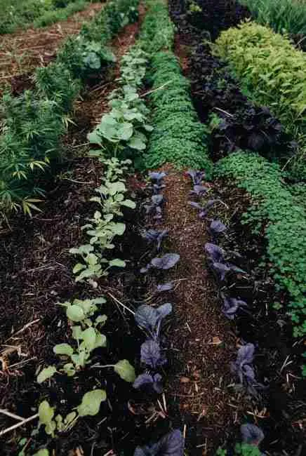 Soil rotation in intercropped systems for intercropping cannabis vegetables – year 1 cannabis with legumes, year 2 brassicas and herbs, year 3 nightshades and cover crops, plus clover living mulch to protect soil, fix nitrogen, break pest cycles, and maintain diverse soil microbes in efficient garden layouts