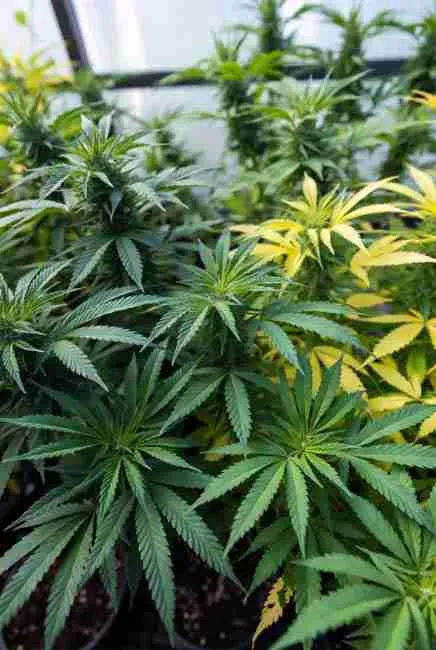 Vibrant cannabis canopy with bright green leaves and yellow hints showing effects of different nitrogen types like blood meal fish emulsion and bat guano in pots