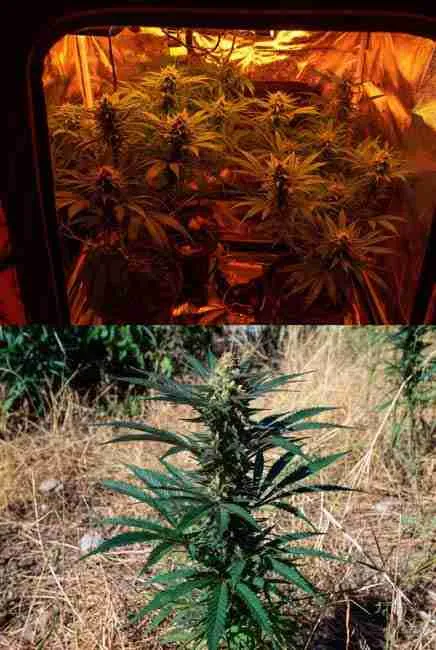 Blue Dream cannabis plants thriving indoors in a 4x4 grow tent under powerful LED lights with SCROG net fully filled for maximum yield
Tall Blue Dream cannabis plant growing outdoors in full sun with supportive cage and staking in a Mediterranean-style garden setting