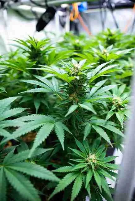 Close-up vibrant marijuana canopy with bright green leaves and healthy bud sites boosted by organic nitrogen compounds like hydrolyzed proteins