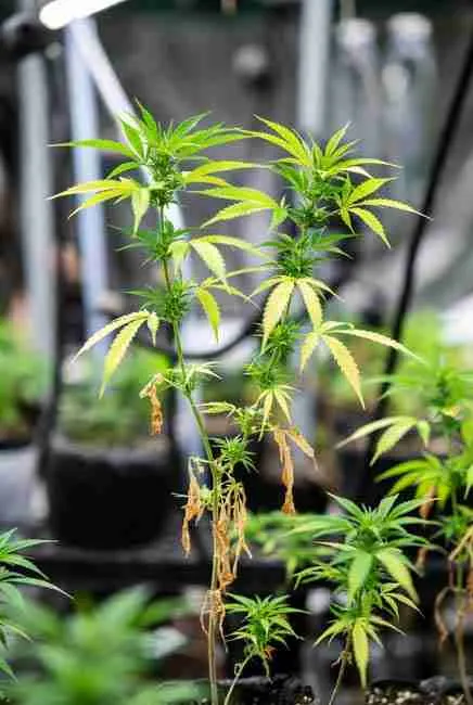 Marijuana plant exhibiting nitrogen deficiency symptoms including crisp yellow lower leaves dropping off and stunted vegetative growth in indoor setup